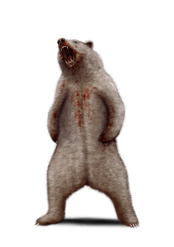 Albino Bear