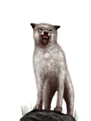 Dire Wolf