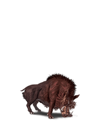 Wild Boar